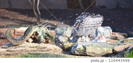 Black vulture (Coragyps atratus) eating a rabbit Black vulture (Coragyps atratus) eating a rabbit 110443499