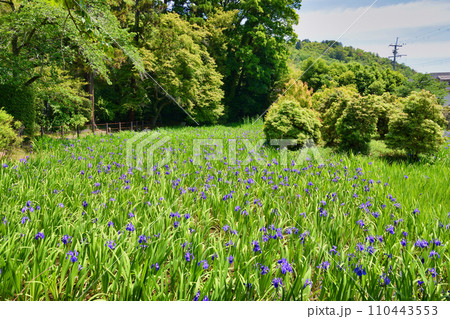 京都 大田神社　大田ノ沢のカキツバタ（上賀茂神社　賀茂別雷神社の摂社） 110443553