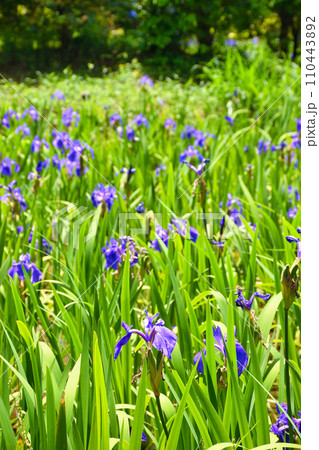 京都 大田神社　大田ノ沢のカキツバタ（上賀茂神社　賀茂別雷神社の摂社） 110443892