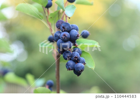 Branch with berries of Amelanchier alnifolia called Smoky Saskatoon, Pacific serviceberry, western serviceberry or dwarf shadbush 110444583