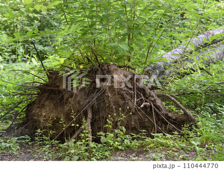 The roots of a birch felled by a storm The roots of a birch felled by a storm 110444770