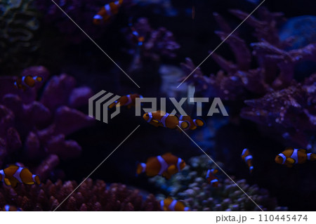 A group of clownfish, with their iconic orange and white patterning, flit through the purple hues of anemones in a vibrant underwater ballet. 110445474