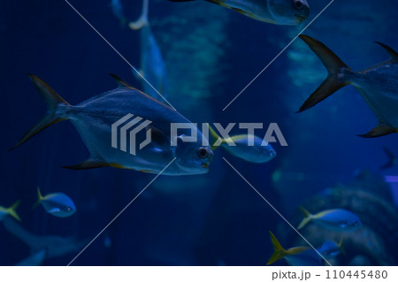 Sleek Palometa fish swim in unison in the deep blue sea, their silvery bodies reflecting light amidst the serene underwater world. 110445480