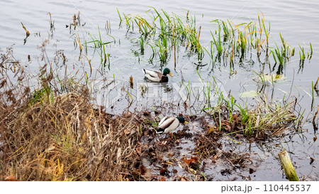 Ducks swim in the water near the shore 110445537