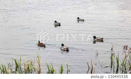Ducks swim in the water near the shore 110445538