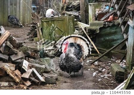 Big turkey in courtyard of village house Big turkey in courtyard of village house 110445550