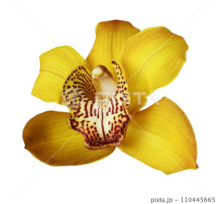 Yellow orchid (Cymbidium) flower isolated on a white background 110445665