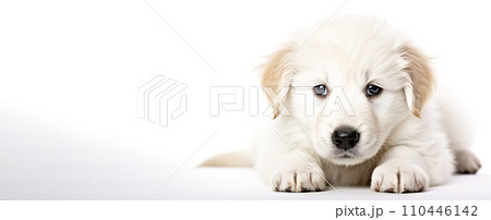 A small beautiful dog puppy plays happily in a jump, white background isolate. A small beautiful dog puppy plays happily in a jump, white background isolate. 110446142