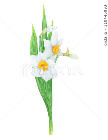 Narcissus, watercolor illustration of daffodils. Hand drawn watercolor bouquet of a fragrant spring garden flower. White and yellow botanical painting for greeting, wedding, Easter, Mothers day print 110446993