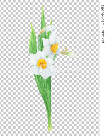 Narcissus, watercolor illustration of daffodils. Hand drawn watercolor bouquet of a fragrant spring garden flower. White and yellow botanical painting for greeting, wedding, Easter, Mothers day print 110446993