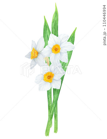 Narcissus, watercolor illustration of daffodils. Hand drawn watercolor bouquet of a fragrant spring garden flower. White and yellow botanical painting for greeting, wedding, Easter, Mothers day print 110446994