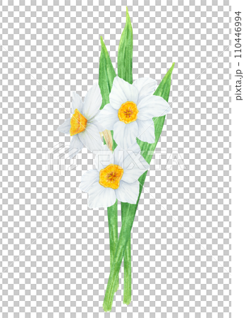 Narcissus, watercolor illustration of daffodils. Hand drawn watercolor bouquet of a fragrant spring garden flower. White and yellow botanical painting for greeting, wedding, Easter, Mothers day print 110446994