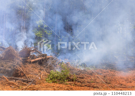 Trees that were uprooted burned during construction home were felled uprooted Trees that were uprooted burned during construction home were felled uprooted 110448213