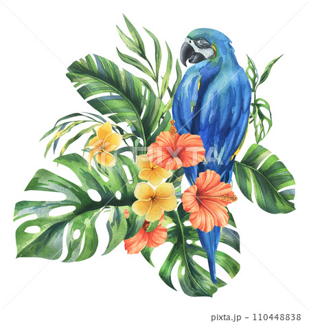 Tropical palm leaves, monstera and flowers of plumeria, hibiscus, bright juicy with blue-yellow macaw parrot. Hand drawn watercolor botanical illustration. Composition isolated from the background. Tropical palm leaves, monstera and flowers of plumeria, hibiscus, bright juicy with blue-yellow macaw parrot. Hand drawn watercolor botanical illustration. Composition isolated from the background. 110448838