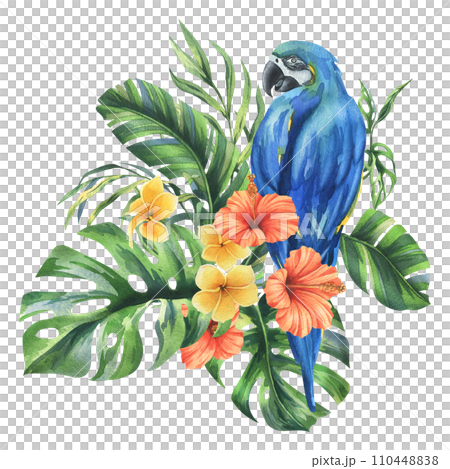 Tropical palm leaves, monstera and flowers of plumeria, hibiscus, bright juicy with blue-yellow macaw parrot. Hand drawn watercolor botanical illustration. Composition isolated from the background. Tropical palm leaves, monstera and flowers of plumeria, hibiscus, bright juicy with blue-yellow macaw parrot. Hand drawn watercolor botanical illustration. Composition isolated from the background. 110448838