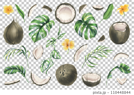 Coconuts whole, halves and pieces with bright, green, tropical palm leaves and yellow plumeria flowers. Hand drawn watercolor illustration. Set of elements isolated from the background. 110448844