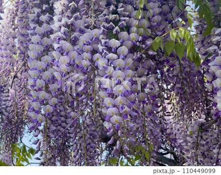 Blooming Wisteria Sinensis with scented classic purple flowersin full bloom in hanging racemes closeup. Garden with wisteria in spring Blooming Wisteria Sinensis with scented classic purple flowersin full bloom in hanging racemes closeup. Garden with wisteria in spring 110449099