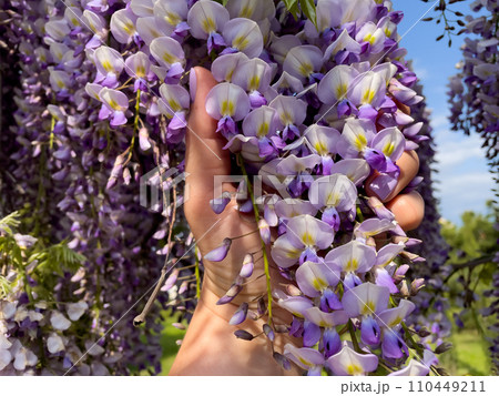 Blooming Wisteria Sinensis with scented classic purple flowersin full bloom in hanging racemes closeup. Garden with wisteria in spring 110449211