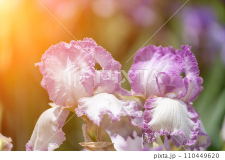 Purple with yellow bearded iris flower close up Purple with yellow bearded iris flower close up 110449620