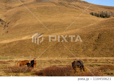 Horses under the mountain, Iceland 110450621