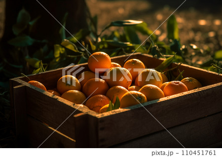 Oranges in box after harvesting orange on field, wooden box with oranges sweet fruits. 110451761