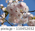 Beautiful cherry blossom flower in spring. Sakura branch flower on blue sky. Japanese garden. Pink flower background 110452032