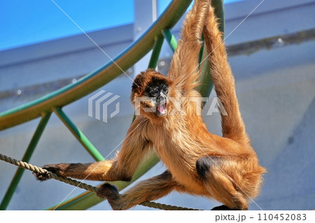 北海道旭川市 旭山動物園のジェフロイクモザル 110452083
