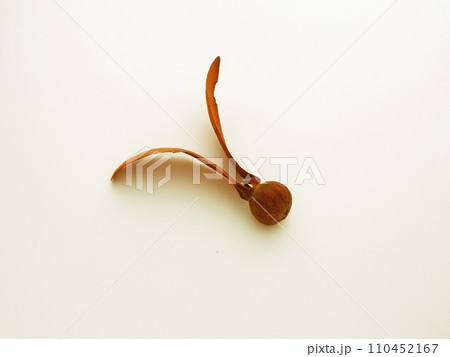 2つの翼を持つ不思議な木の実、フタバガキの実の写真 110452167