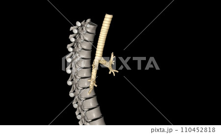 Trachea, in vertebrates and invertebrates, a tube or system of tubes that carries air Trachea, in vertebrates and invertebrates, a tube or system of tubes that carries air 110452818