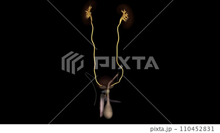 The ureters are tubes made of smooth muscle - Stock Illustration  [110452831] - PIXTA