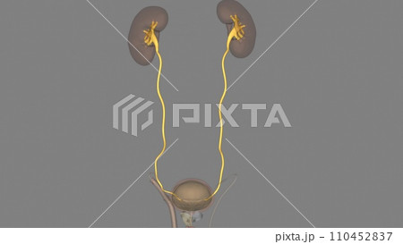 Ureters Tubes Made Smooth Muscle That: ilustrações stock 2320477635