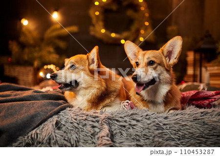Two adorable welsh corgi dogs sitting on soft carpet and looking up near decorated Christmas tree Two adorable welsh corgi dogs sitting on soft carpet and looking up near decorated Christmas tree 110453287