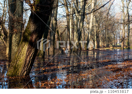 the trees on the river bank are flooded by the river 110453817