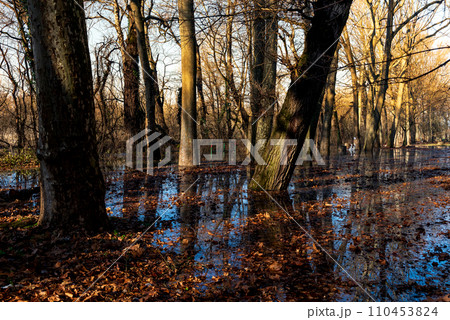 the trees on the river bank are flooded by the river 110453824