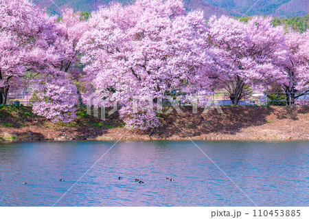 【桜素材】伊那市六道堤の桜【長野県】 110453885