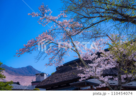 【春素材】忍野村の桜【山梨県】 110454074