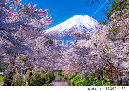 【春素材】忍野村の桜と富士山【山梨県】 110454182