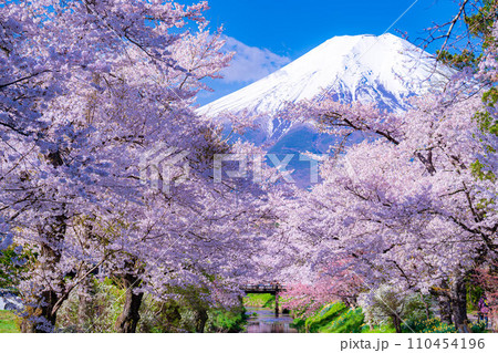 【春素材】忍野村の桜と富士山【山梨県】 110454196