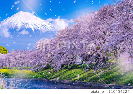 【桜吹雪素材】静岡県富士市の潤井川の桜・龍巌淵の桜吹雪【静岡県】 110454224