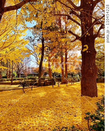 紅葉したイチョウの木 110454228