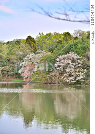 《愛知県》春の名古屋市守山区筧池に映る桜 110454434