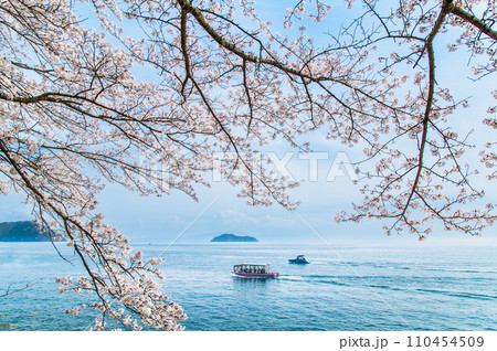 滋賀 海津大崎の桜 110454509