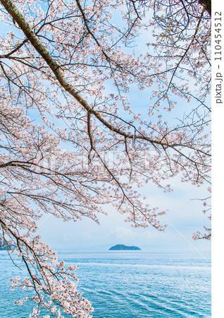 滋賀 海津大崎の桜 滋賀 海津大崎の桜 110454512