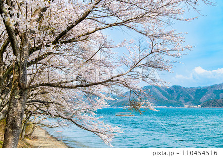 滋賀 海津大崎の桜 滋賀 海津大崎の桜 110454516