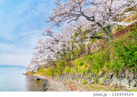 滋賀 海津大崎の桜 110454524