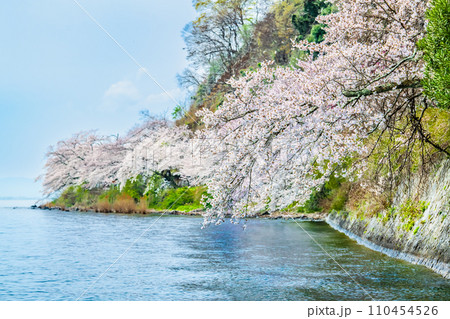 滋賀 海津大崎の桜 滋賀 海津大崎の桜 110454526