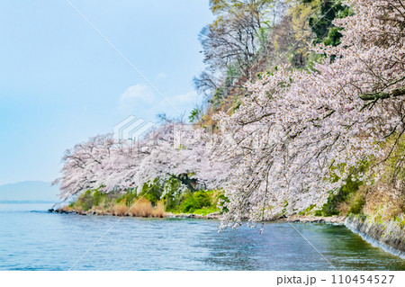 滋賀 海津大崎の桜 滋賀 海津大崎の桜 110454527