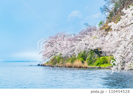 滋賀 海津大崎の桜 110454528