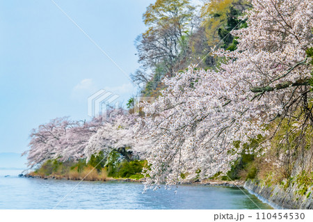 滋賀 海津大崎の桜 110454530
