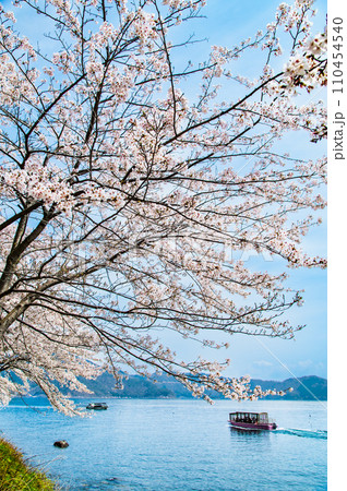 滋賀 海津大崎の桜 110454540